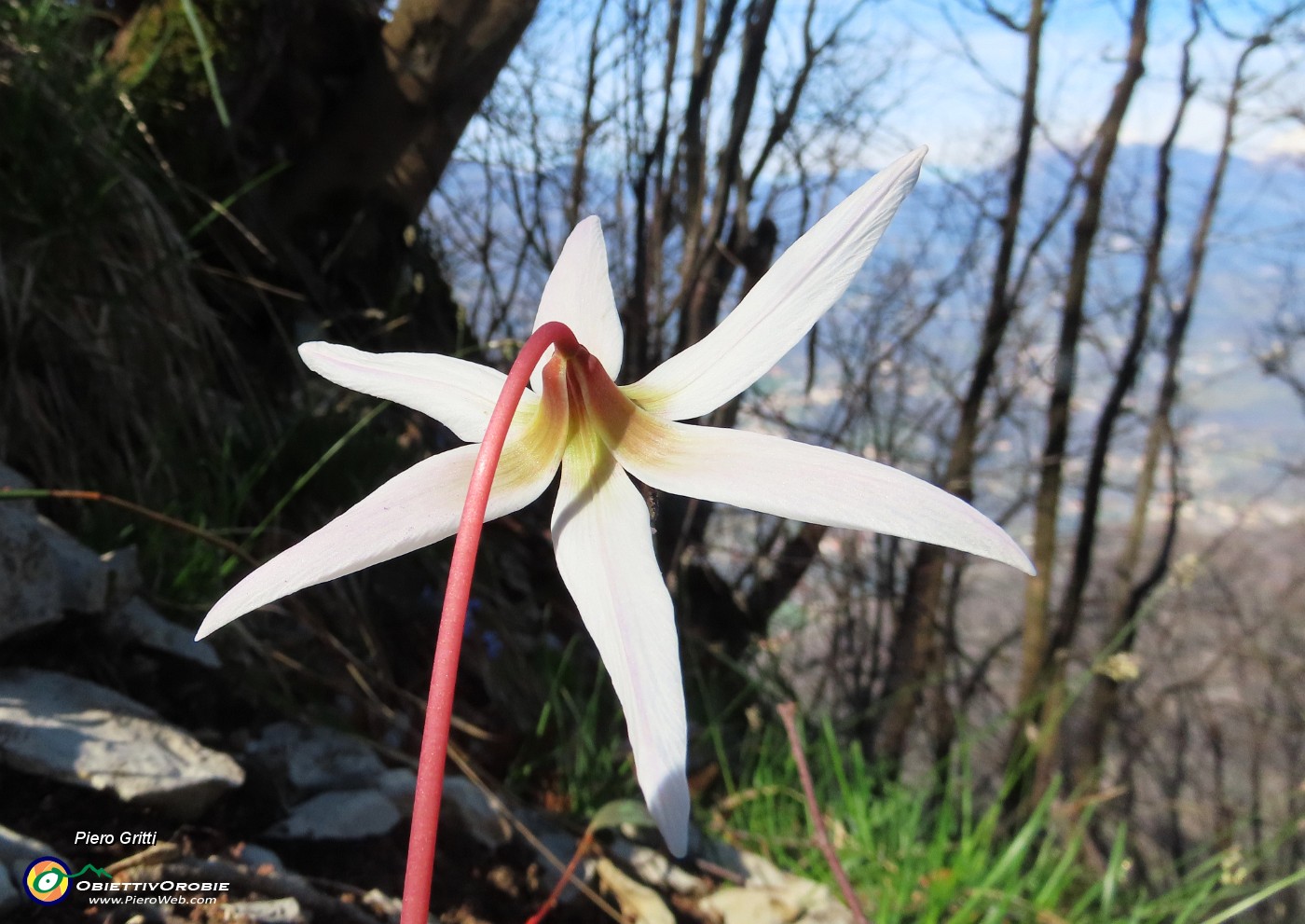 64 Erythronium dens-canis (Dente di cane).JPG